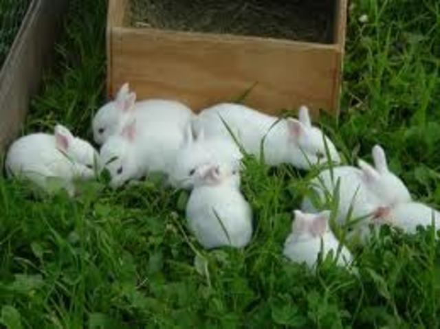 when we got the bunnies