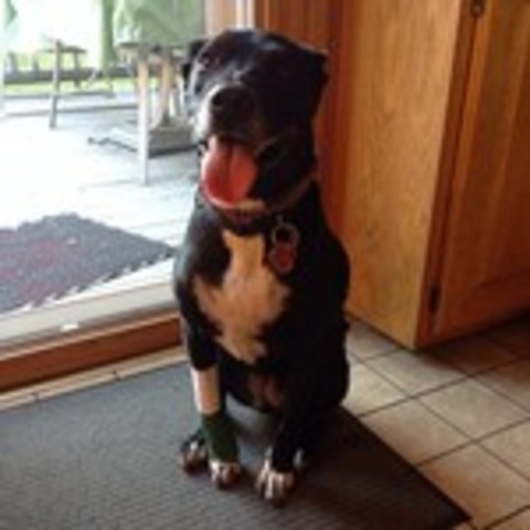 When I Got My Dog Holly!