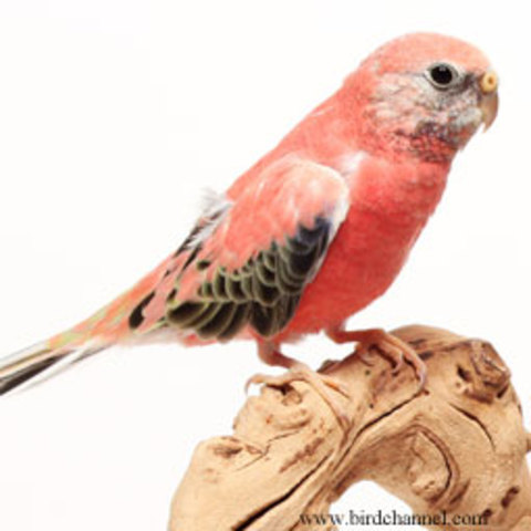 my parrot peaches birthday