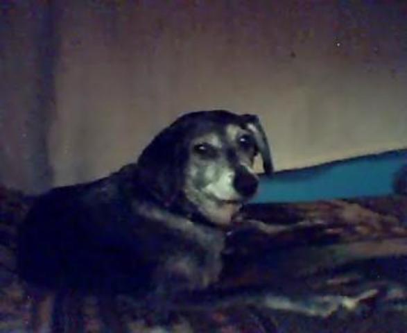 The day my dog passed away