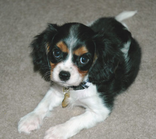 my dog reggie's birthday