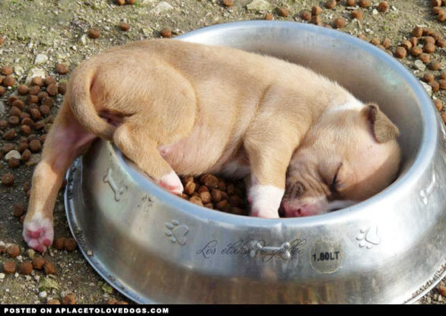 Getting my first pet