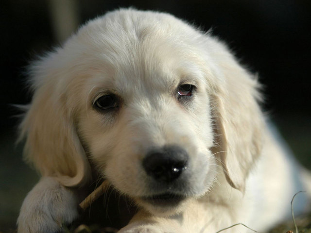 the day i got my first dog