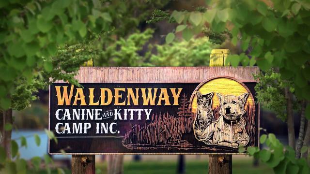 First job, Walden way canine kitty camp