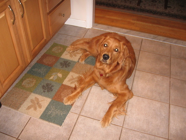 The day i got my dog Taylor