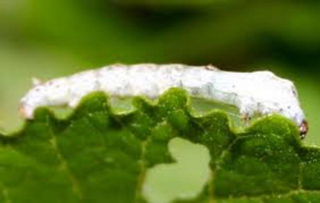 Silkworms