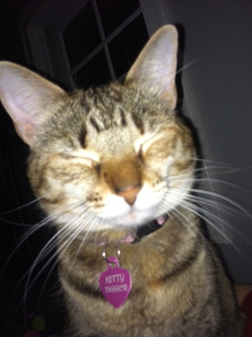 El dia yo recibí mi gato