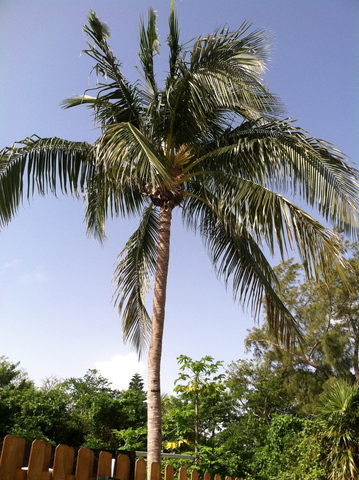 Mi primero vacaciones a Florida