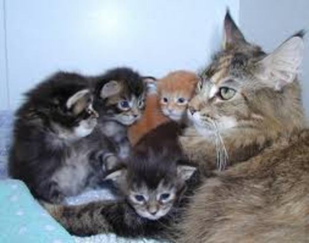 My kittens were born