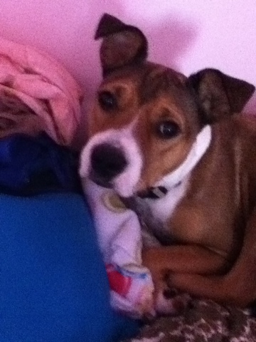 Adopted my Dog, Gigi