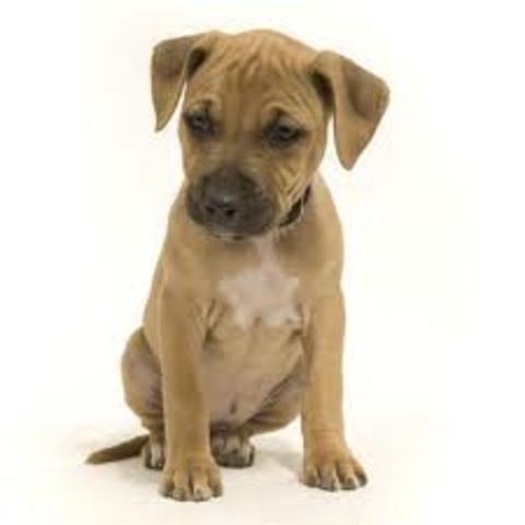 when i got my dog dutch