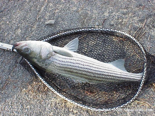 First fish was slayed by Joe McCallig