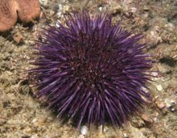 Sea Urchins