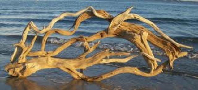 Driftwood