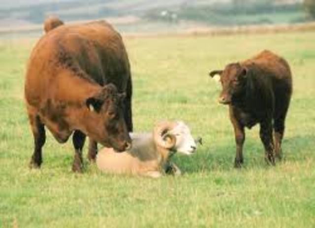 Ram and Cattle