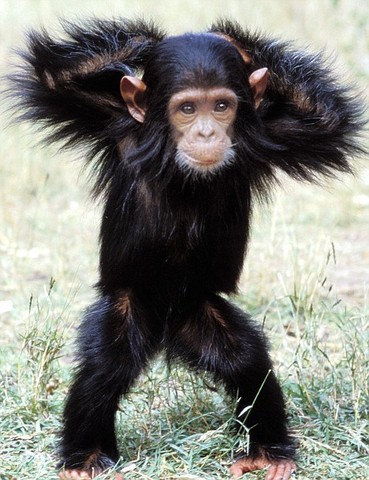 Chimpanzee Babies