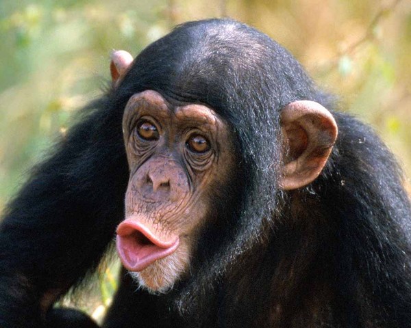 Chimps with Polio?