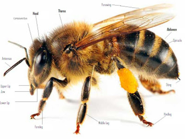 studies body parts of a bee