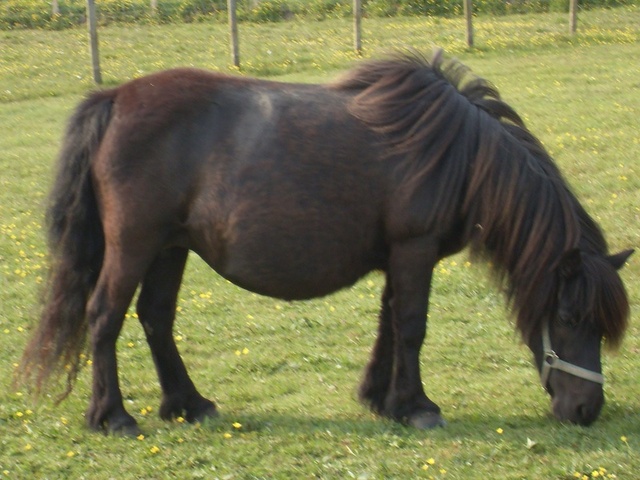 First horse (Beauty)