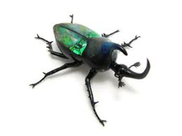 George Beadle and Edward Tatum