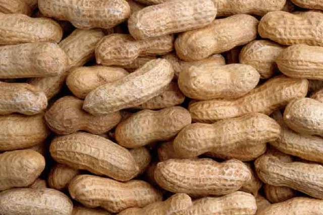 Peanut Convention!!