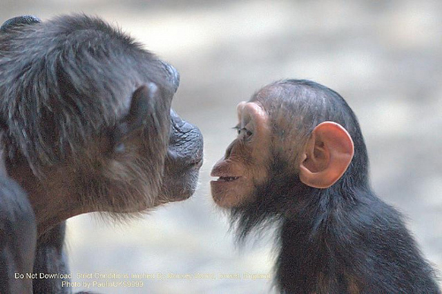 Chimps have Babies!
