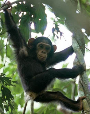 Relocating Chimps