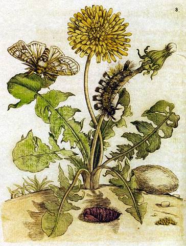 The Birth of Maria Sibylla Merian