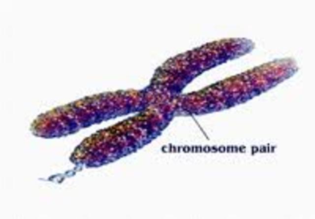 Walter Sutton and Theodor Boveri