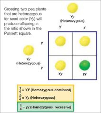 Godfrey Hardy and Wilhelm Weinberg