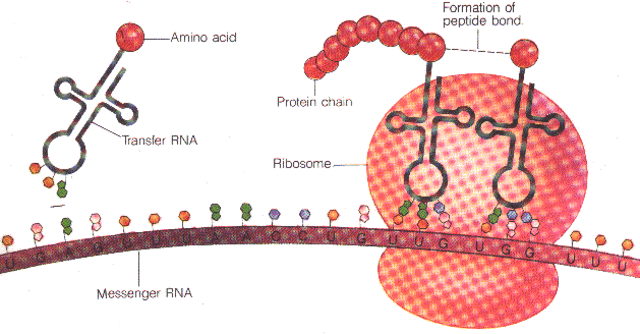 Francis Crick and George Gamov