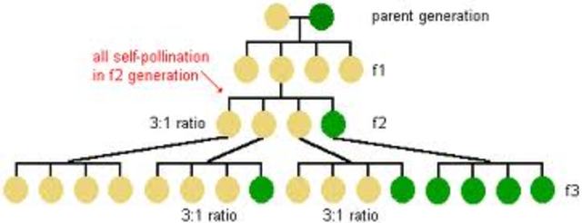Gregor starts studiyng all kinds of pea plants