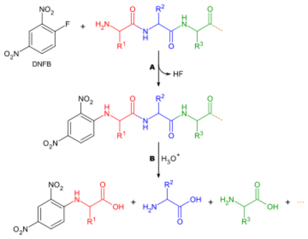 Sequence in proteins.