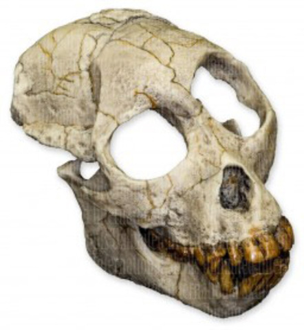 Mary and her partner found Proconsul africanus