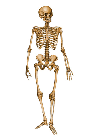 The Skeletons of a Human Being