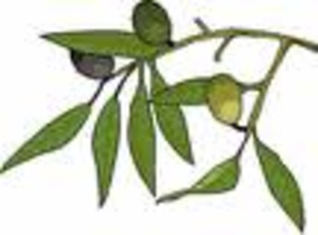 Olive Branch Petition