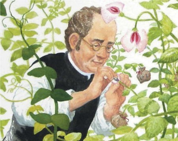Gregor Mendel Established the patterns of hereditory genes