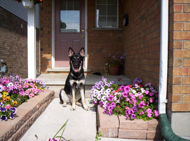 Growing up with Animals