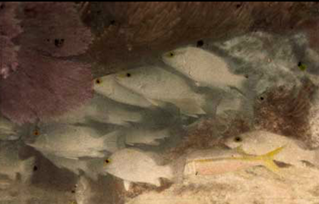 Primeiras fotografias debaixo de água