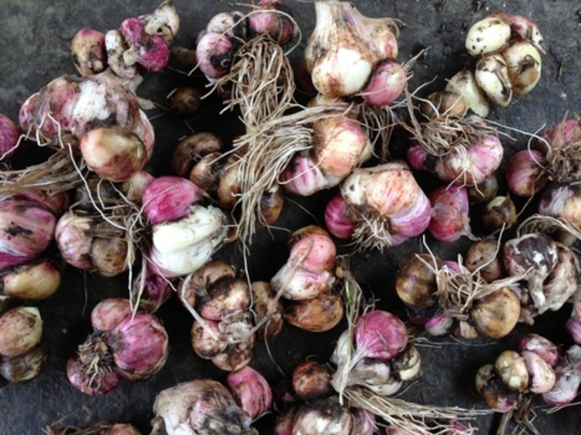 USF Garden Community Dinner