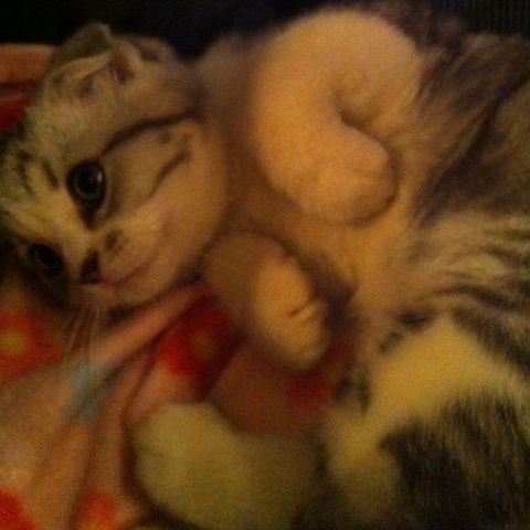 Va adoptar, una gateta que es diu Meredith