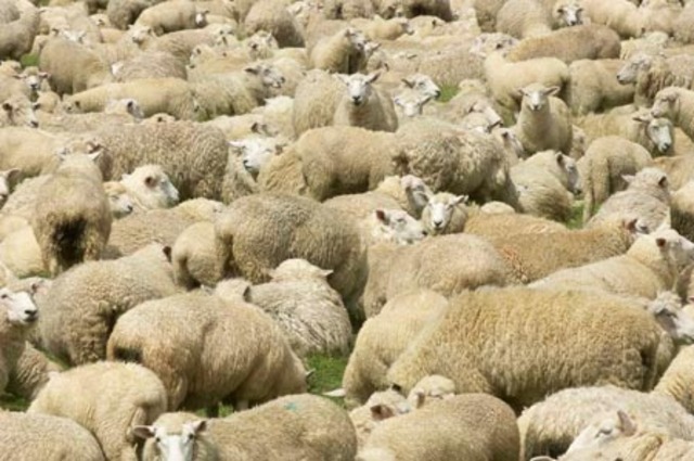 Scientists clone a sheep for the first time