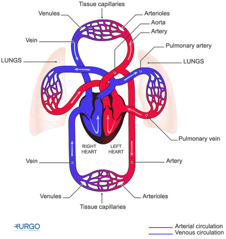 William Harvery described the circulation of blood & pumping of heart
