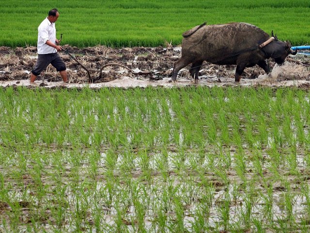 Nation Revokes Private Farming Ban