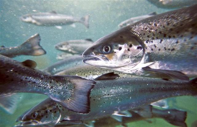 Brian has leart to fish