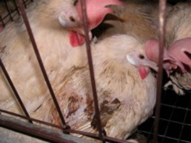 COK rescues hens from egg industry