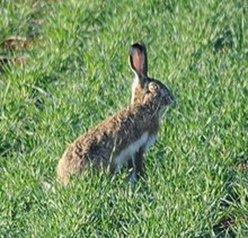 Majorcan Hare