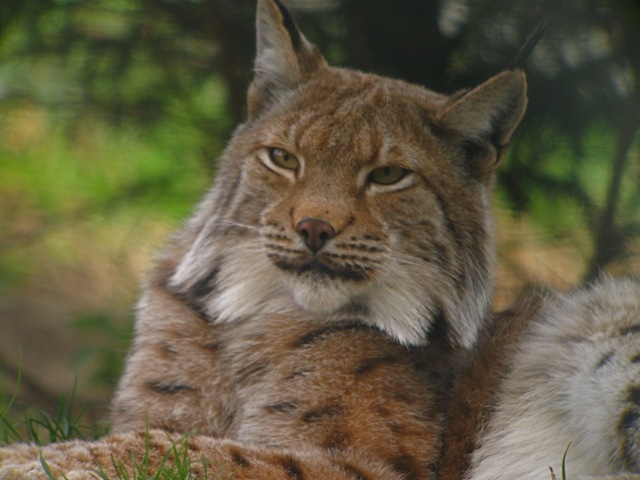 Sardinian Lynx