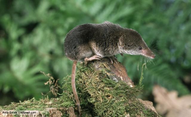 Sardinian Shrew
