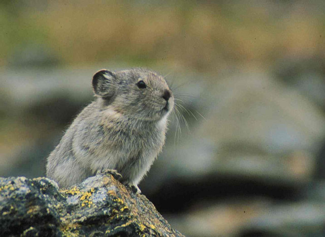 Sardinian Pika